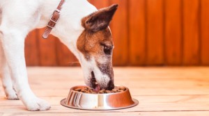 buying-dog-food-featured-image