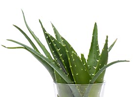 aloe-vera