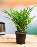 boston-fern