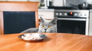 choosing-cat-food-featured