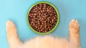 homemade-cat-food-featured