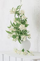 indoor-plants-jasmine