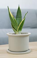 snake-plant