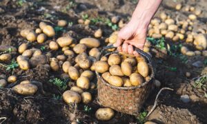 2021-sustainable-nutrition-trends-featured-img