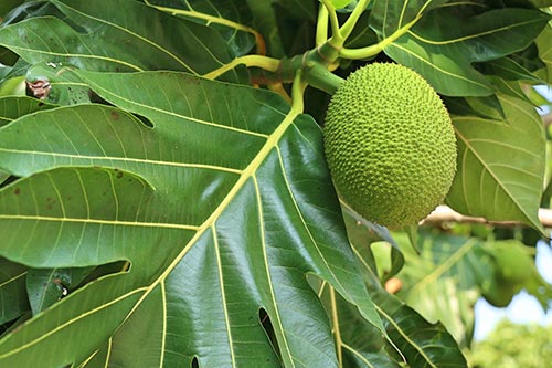 breadfruit-tree-tropical-img