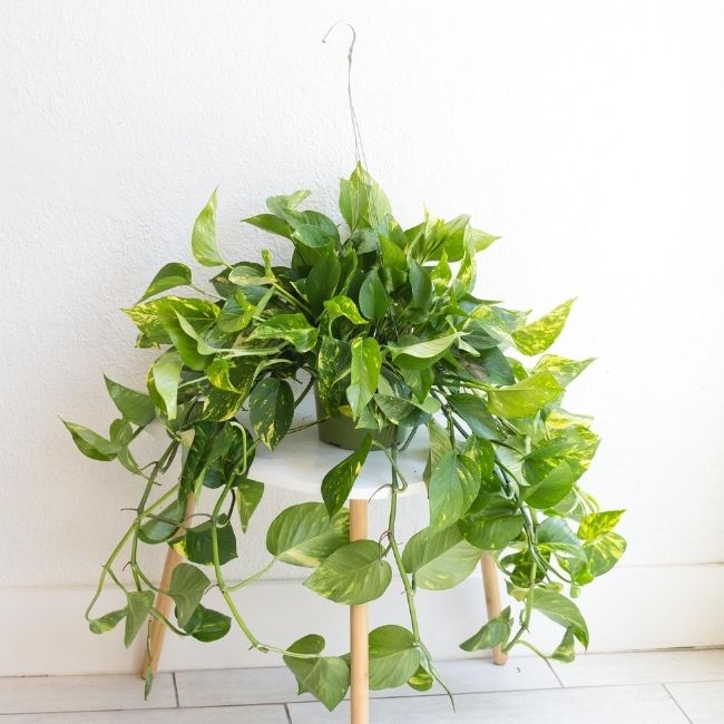 plants that clean the air 6