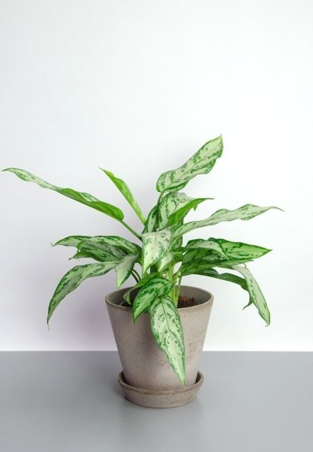 plants that clean the air 7