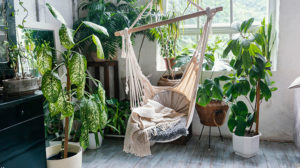 plants-that-clean-the-air-featured