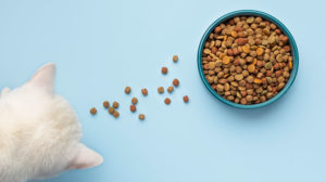 hypoallergenic-dry-cat-food-featured