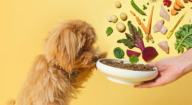 pooch-and-mutt-wet-food-for-dogs-banner