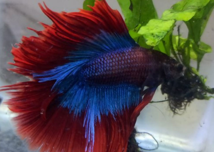 betta-fish-featured-img