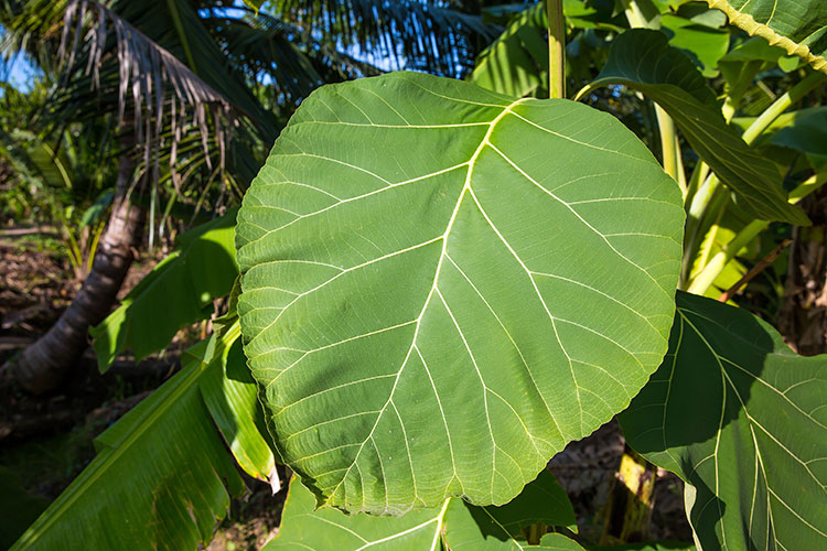 elephant-leaf-featured-img