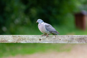 get-rid-of-pigeons-featured-img
