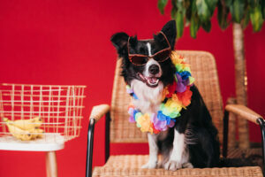 prepare-your-dog-feb23-featured-img