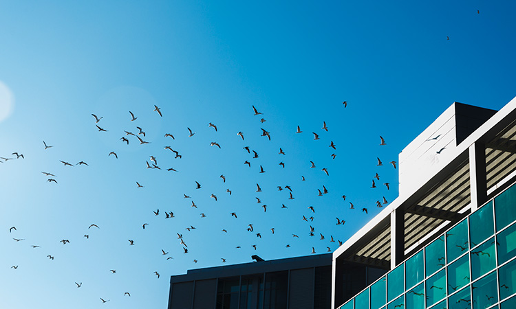 stadium-bird-management-june23-featured-img