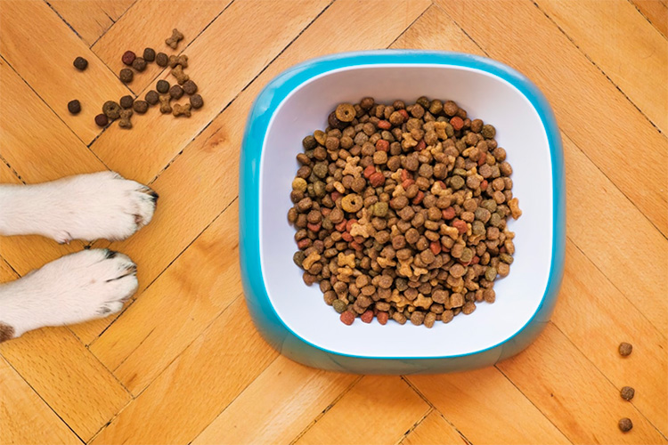 dog-food-june24-featured-img