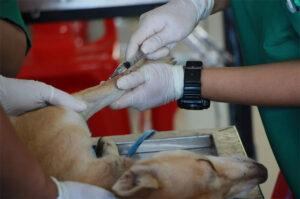 pet-health-sep24-featured-img