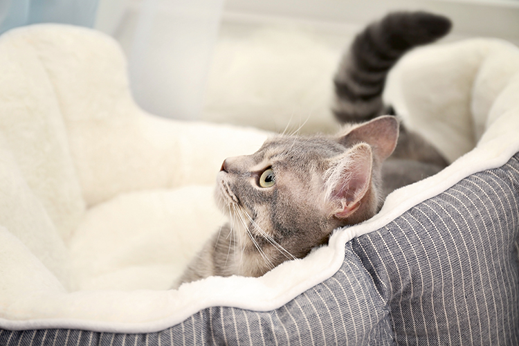 Cat-May-Need-a-New-Bed-apr25-v-1