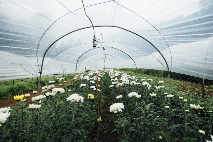Polytunnel mar25 img-1